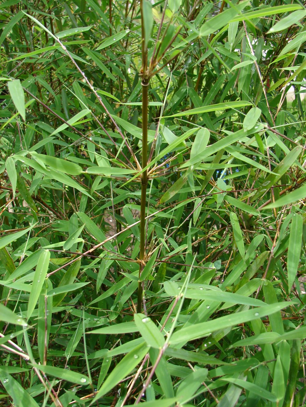 Semirundinaria kagamiana